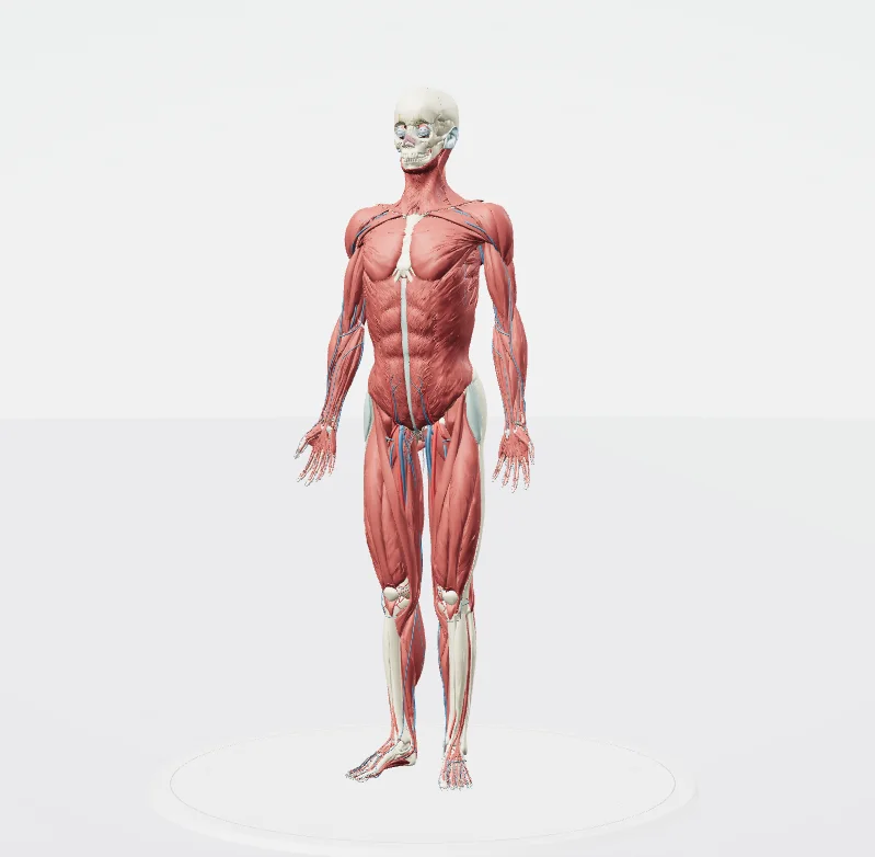 The 3D atlas model: a full-body skeleton with its muscles, standing on a round platform